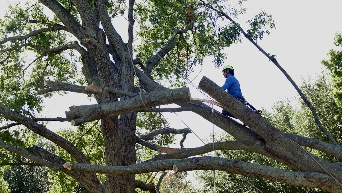 Professional Crown Thinning performed by certified arborists in Furman