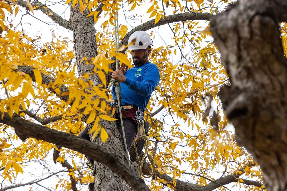 Skilled Storm Damage Cleanup crew working in Furman